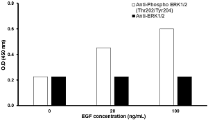In-Cell ELISA - ERK1 (phospho T202 + Y204) + ERK2 (phospho T185 + Y187) In-Cell ELISA Kit (AB126423), expandable thumbnail