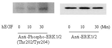 Western blot - ERK1 (phospho T202 + Y204) + ERK2 (phospho T185 + Y187) In-Cell ELISA Kit (AB126423), expandable thumbnail