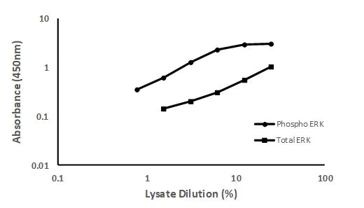 Sandwich ELISA - ERK1 (phospho T202 + Y204) + ERK2 (phospho T185 + Y187) + Total ELISA Kit (AB176660)