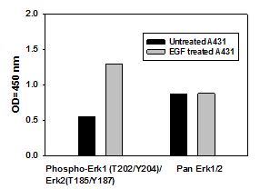 Sandwich ELISA - ERK1 (phospho T202 + Y204) + ERK2 (phospho T185 + Y187) + Total ERK1/2 ELISA Kit (AB126445), expandable thumbnail