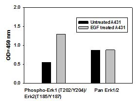 Sandwich ELISA - ERK1 (phospho T202 + Y204) + ERK2 (phospho T185 + Y187) + Total ERK1/2 ELISA Kit (AB126445)