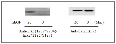 Western blot - ERK1 (phospho T202 + Y204) + ERK2 (phospho T185 + Y187) + Total ERK1/2 ELISA Kit (AB126445), expandable thumbnail