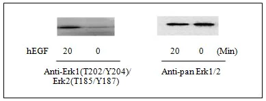 Western blot - ERK1 (phospho T202 + Y204) + ERK2 (phospho T185 + Y187) + Total ERK1/2 ELISA Kit (AB126445)
