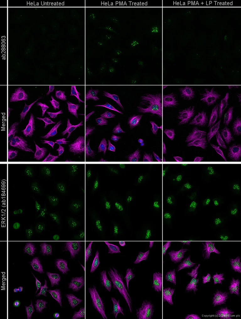 Immunocytochemistry - Anti-ERK1 (phospho T202+Y204) + ERK2 (phospho T185+Y187) antibody [EPR25015-F2] (AB288063)