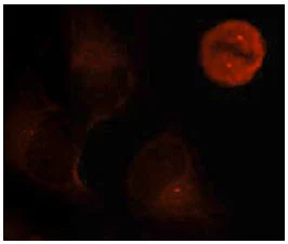 Immunocytochemistry/ Immunofluorescence - Anti-ERK1 (phospho Y204) antibody (AB131438)