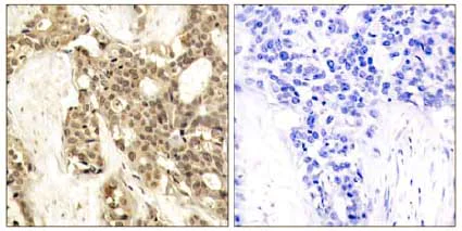 Immunohistochemistry (Formalin/PFA-fixed paraffin-embedded sections) - Anti-ERK1 (phospho Y204) antibody (AB131438)