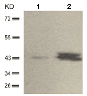 Western blot - Anti-ERK1 (phospho Y204) antibody (AB131438)