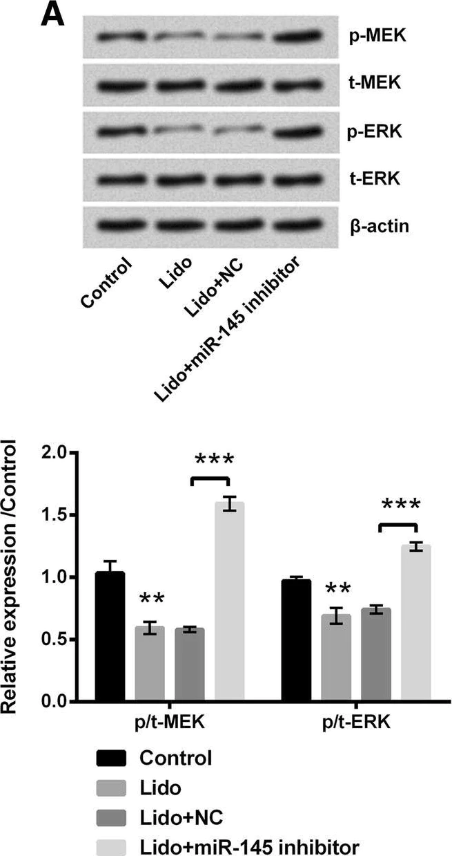 Western blot - Anti-ERK1 (phospho Y204) antibody (AB131438)