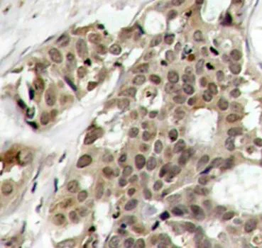 Immunohistochemistry (Formalin/PFA-fixed paraffin-embedded sections) - Anti-ERK1 (phospho Y204) antibody (AB194770)