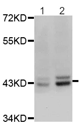 Western blot - Anti-ERK1 (phospho Y204) antibody (AB194770)
