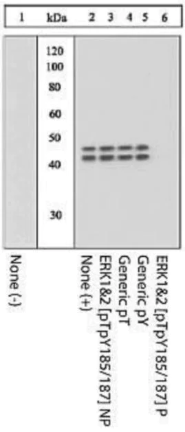 Western blot - Anti-Erk1 (pT202/pY204) + Erk2 (pT185/pY187) antibody (AB4819)