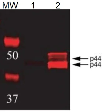 Western blot - Anti-Erk1 (pT202/pY204) + Erk2 (pT185/pY187) antibody (AB4819)