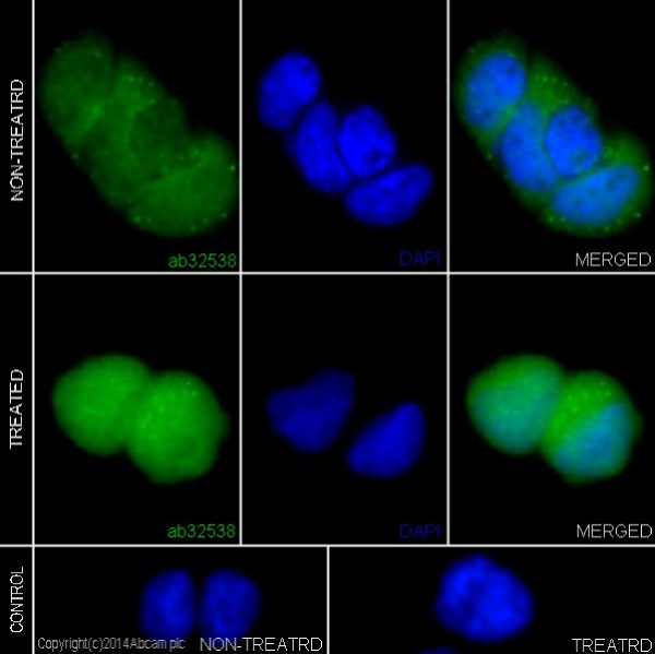 Immunocytochemistry/ Immunofluorescence - Anti-Erk1 (pT202/pY204) + Erk2 (pT185/pY187) antibody [E337] - BSA and Azide free (AB232017)
