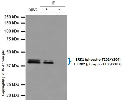 Immunoprecipitation - Anti-Erk1 (pT202/pY204) + Erk2 (pT185/pY187) antibody [EP197Y] (AB76299)