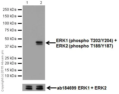 Western blot - Anti-Erk1 (pT202/pY204) + Erk2 (pT185/pY187) antibody [EP197Y] (AB76299)