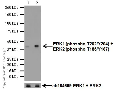 Western blot - Anti-Erk1 (pT202/pY204) + Erk2 (pT185/pY187) antibody [EP197Y] (AB76299)