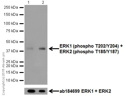 Western blot - Anti-Erk1 (pT202/pY204) + Erk2 (pT185/pY187) antibody [EP197Y] (AB76299)
