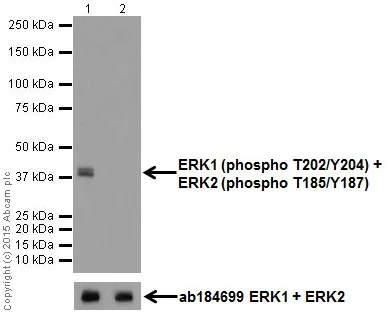 Western blot - Anti-Erk1 (pT202/pY204) + Erk2 (pT185/pY187) antibody [EP197Y] (AB76299)
