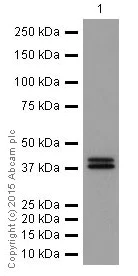 Western blot - Anti-Erk1 (pT202/pY204) + Erk2 (pT185/pY187) antibody [EP197Y] (AB76299)
