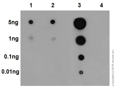 Dot Blot - Anti-Erk1 (pT202/pY204) + Erk2 (pT185/pY187) antibody [EP197Y] - BSA and Azide free (AB214171)