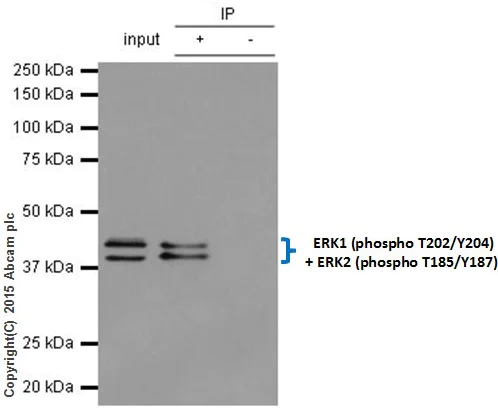 Immunoprecipitation - Anti-Erk1 (pT202/pY204) + Erk2 (pT185/pY187) antibody [EP197Y] - BSA and Azide free (AB214171)