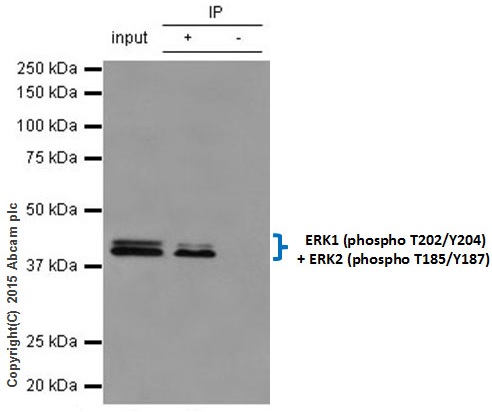 Immunoprecipitation - Anti-Erk1 (pT202/pY204) + Erk2 (pT185/pY187) antibody [EP197Y] - BSA and Azide free (AB214171)