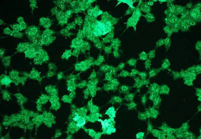 Immunocytochemistry/ Immunofluorescence - Anti-Erk1 (pT202/pY204) + Erk2 (pT185/pY187) antibody [G15-B] (AB136926)