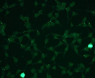 Immunocytochemistry/ Immunofluorescence - Anti-Erk1 (pT202/pY204) + Erk2 (pT185/pY187) antibody [G15-B] (AB136926)