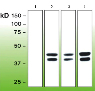 Western blot - Anti-Erk1 (pT202/pY204) + Erk2 (pT185/pY187) antibody [G15-B] (AB136926)