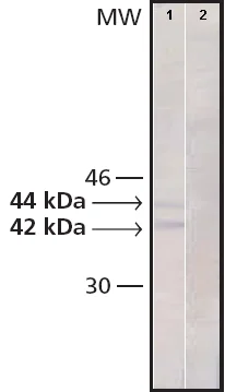 Western blot - Anti-Erk1 (pT202/pY204) + Erk2 (pT185/pY187) antibody [MAPK-YT] (AB50011)
