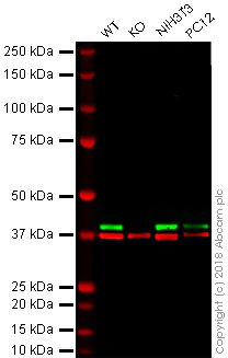 Western blot - Anti-ERK2 antibody [1B3B9] (AB231085)