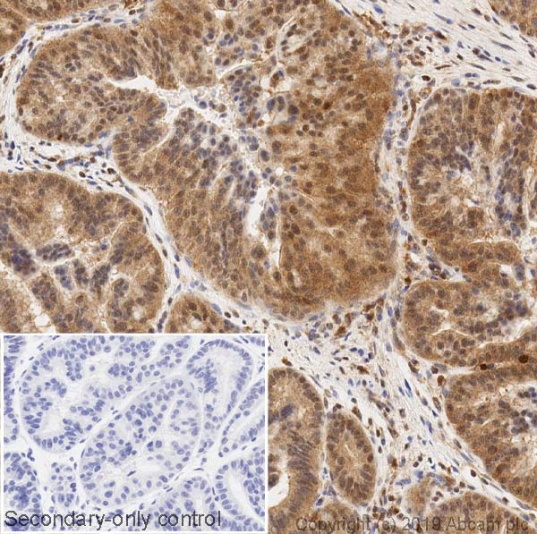 Immunohistochemistry (Formalin/PFA-fixed paraffin-embedded sections) - Anti-ERK2 antibody [1B3B9] - BSA and Azide free (AB269567)