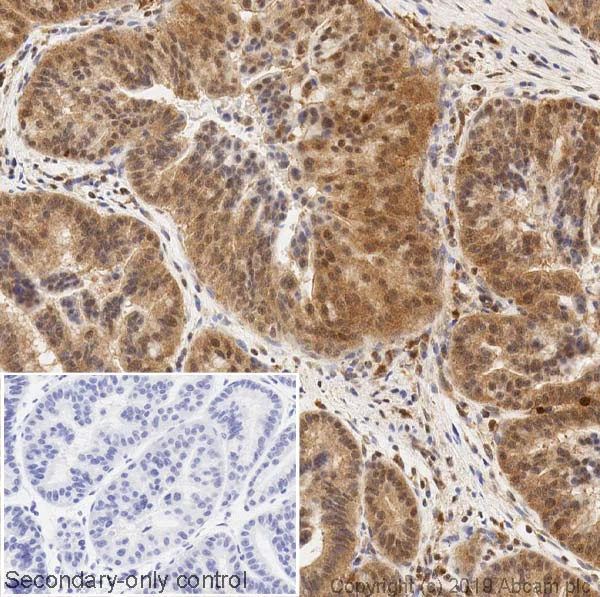 Immunohistochemistry (Formalin/PFA-fixed paraffin-embedded sections) - Anti-ERK2 antibody [1B3B9] - BSA and Azide free (AB269567)
