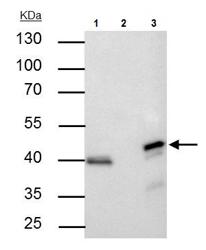 Immunoprecipitation - Anti-ERK2 antibody (AB227134)