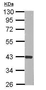 Western blot - Anti-ERK2 antibody (AB227134)