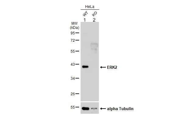 Western blot - Anti-ERK2 antibody (AB227134)