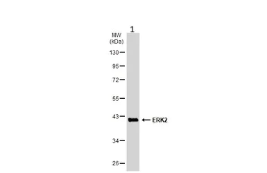 Western blot - Anti-ERK2 antibody (AB227134)