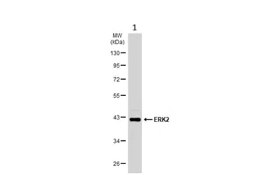 Western blot - Anti-ERK2 antibody (AB227134)