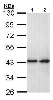 Western blot - Anti-ERK2 antibody (AB227134)