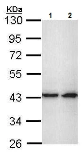 Western blot - Anti-ERK2 antibody (AB227134)