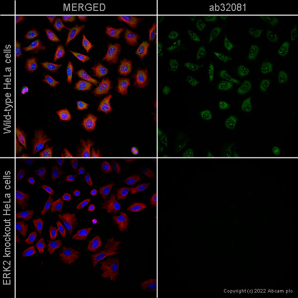 Immunocytochemistry/ Immunofluorescence - Anti-ERK2 antibody [E460] (ab32081), expandable thumbnail