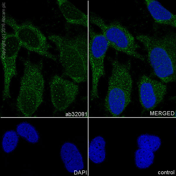 Immunocytochemistry/ Immunofluorescence - Anti-ERK2 antibody [E460] (ab32081), expandable thumbnail