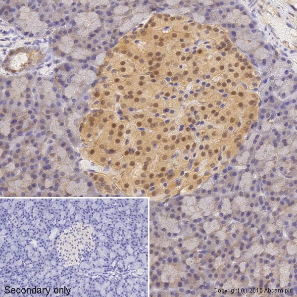 Immunohistochemistry (Formalin/PFA-fixed paraffin-embedded sections) - Anti-ERK2 antibody [E460] (AB32081), expandable thumbnail