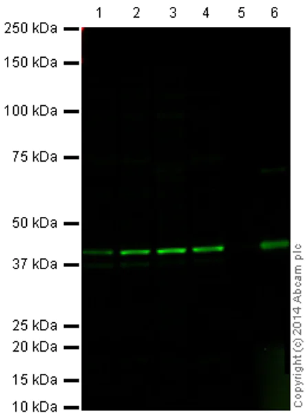 Western blot - Anti-ERK2 antibody [E460] (AB32081)