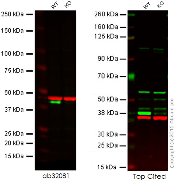Western blot - Anti-ERK2 antibody [E460] (AB32081), expandable thumbnail