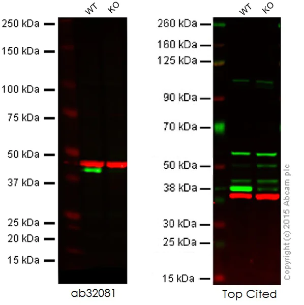 Western blot - Anti-ERK2 antibody [E460] (AB32081)