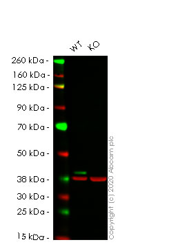 Western blot - Anti-ERK2 antibody [E460] (AB32081), expandable thumbnail