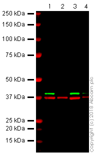Western blot - Anti-ERK2 antibody [E460] (AB32081), expandable thumbnail