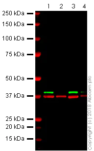 Western blot - Anti-ERK2 antibody [E460] (AB32081)