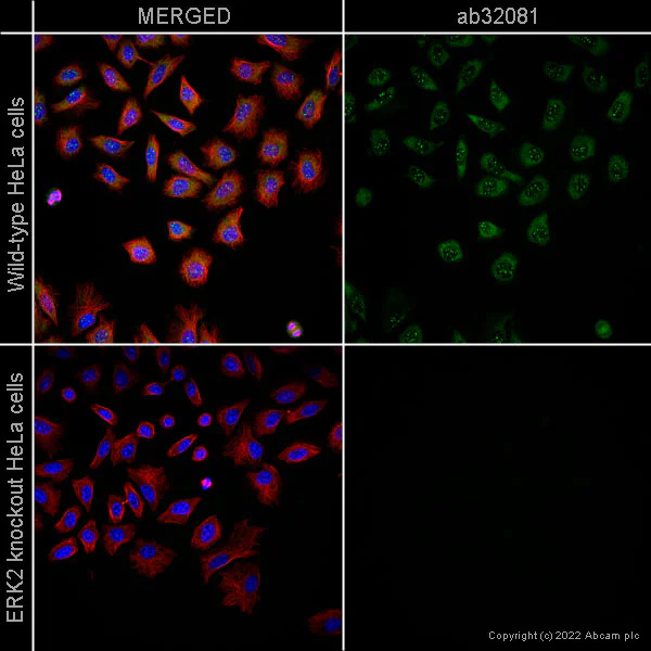 Immunocytochemistry/ Immunofluorescence - Anti-ERK2 antibody [E460] - BSA and Azide free (AB214170)
